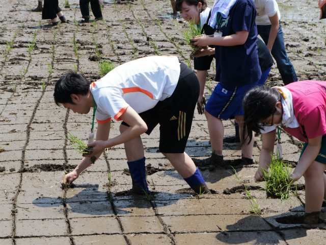 海老名市・泉橋酒造／田植え研修